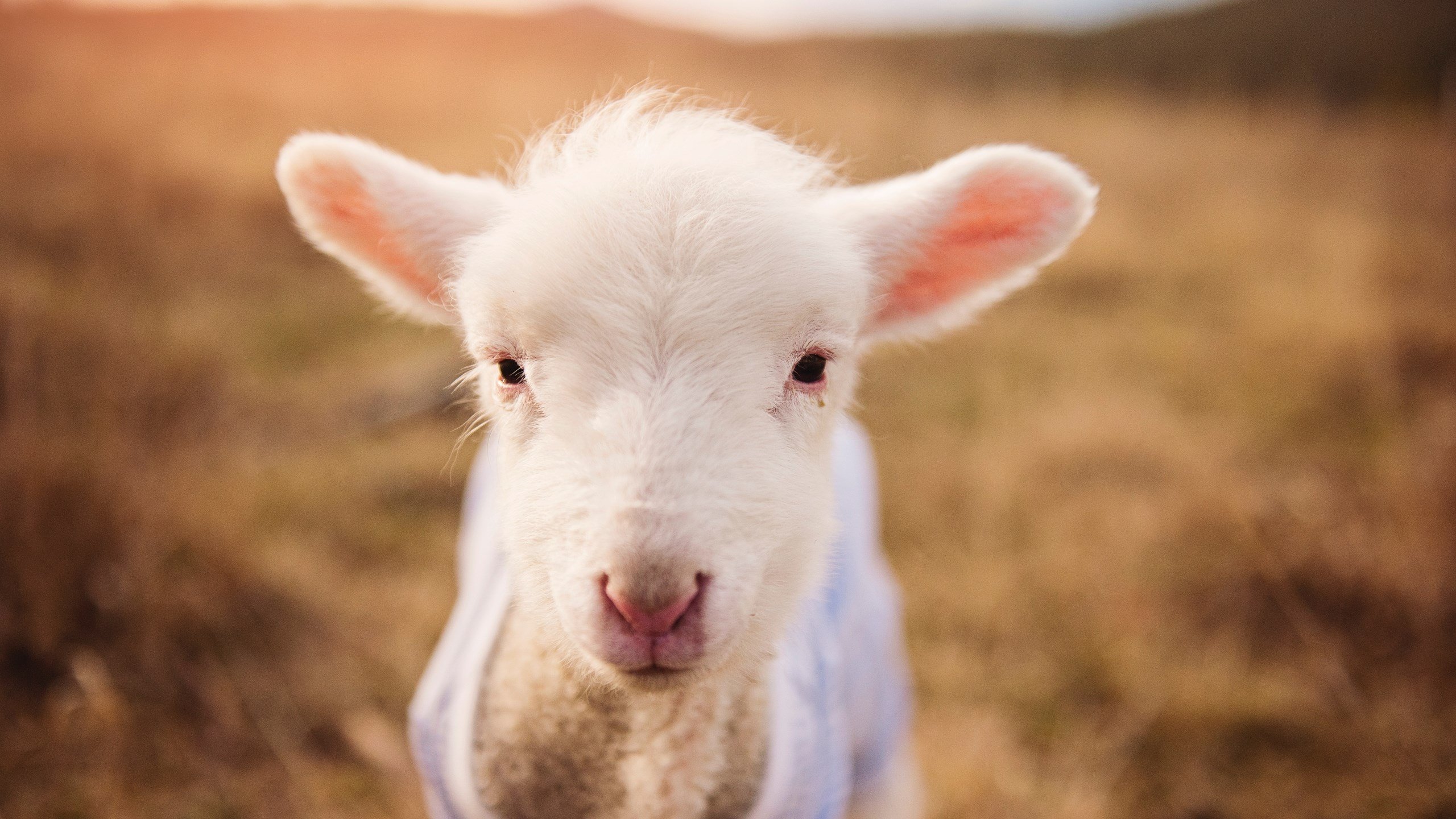 冰封之夜,唯一的神迹,萨拉赫于美加墨风暴中画出埃及命运之线