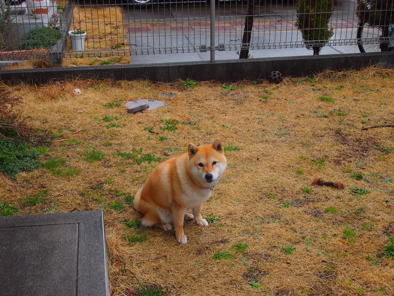 开云体育app-贝恩执掌时空权杖，当国王用雷霆的节奏击溃雷霆