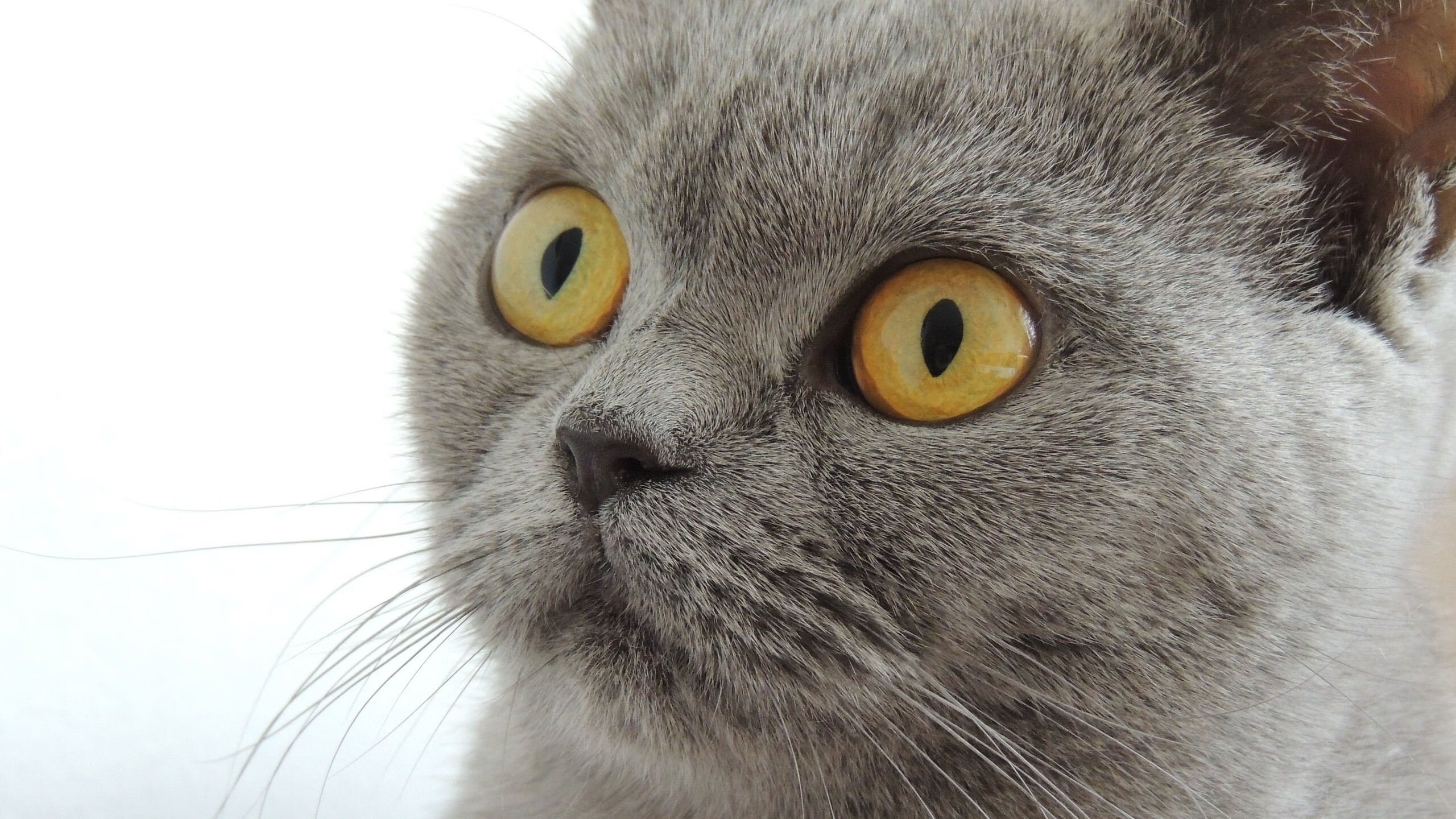 开云体育-神罚之夜，当凡人之躯攀至山巅，只为那唯一的压制级燃烧