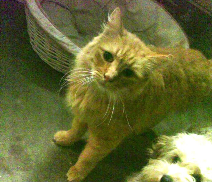 刀刃向内,利刃向外,新疆队合力收割开拓者,利拉德全程高能难救主