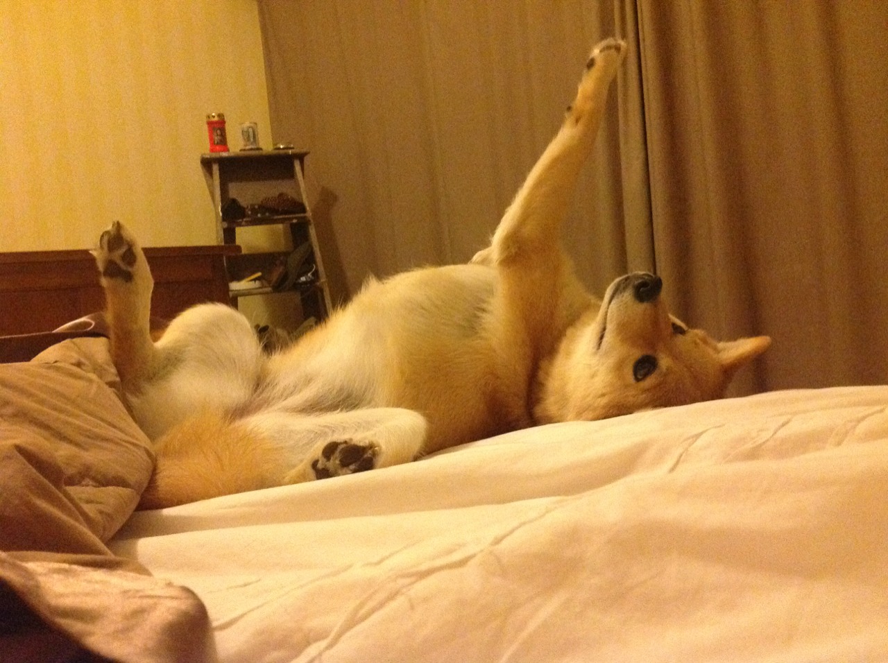 开云体育-欧冠跨界传奇，篮球凯尔特人一波流带走北京队，悬念终结于第三节