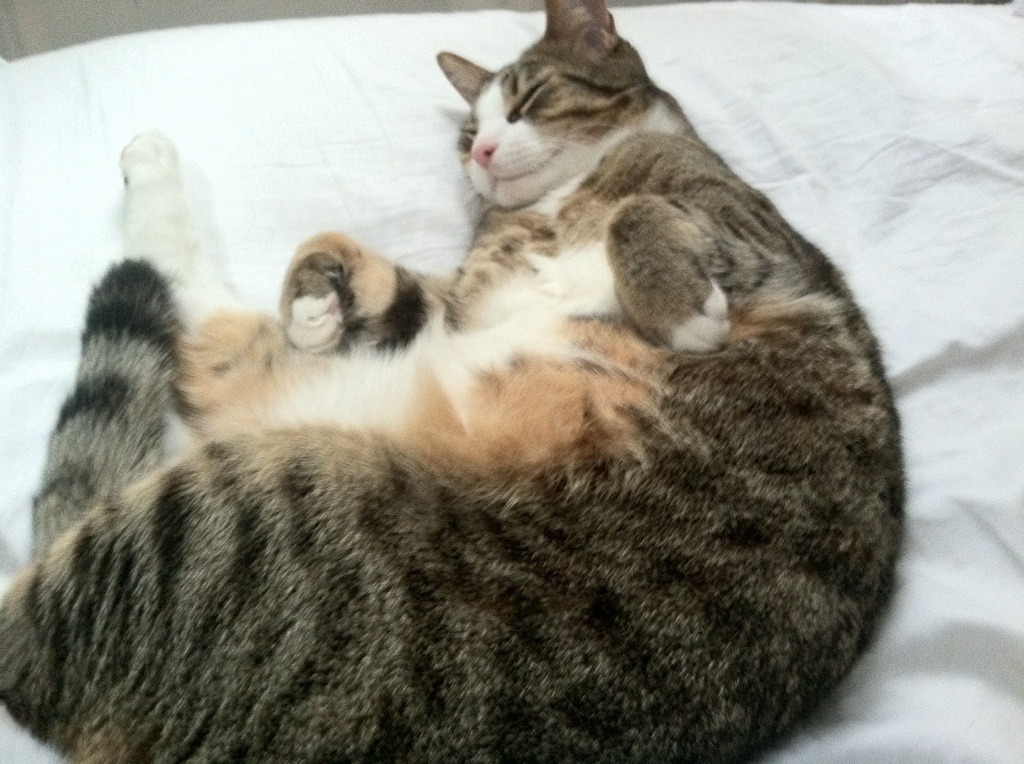 跨界风暴，马刺巅峰对决吉林队，锡安F1揭幕战霸气接管