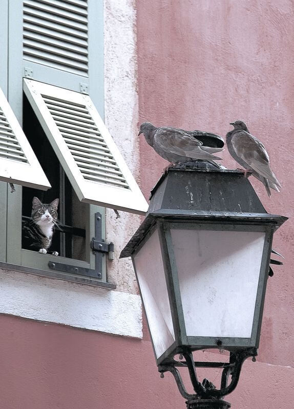 开云体育在线-冰与火的协奏，奥亚尔萨瓦尔如何助巴西跨越墨西哥生死线