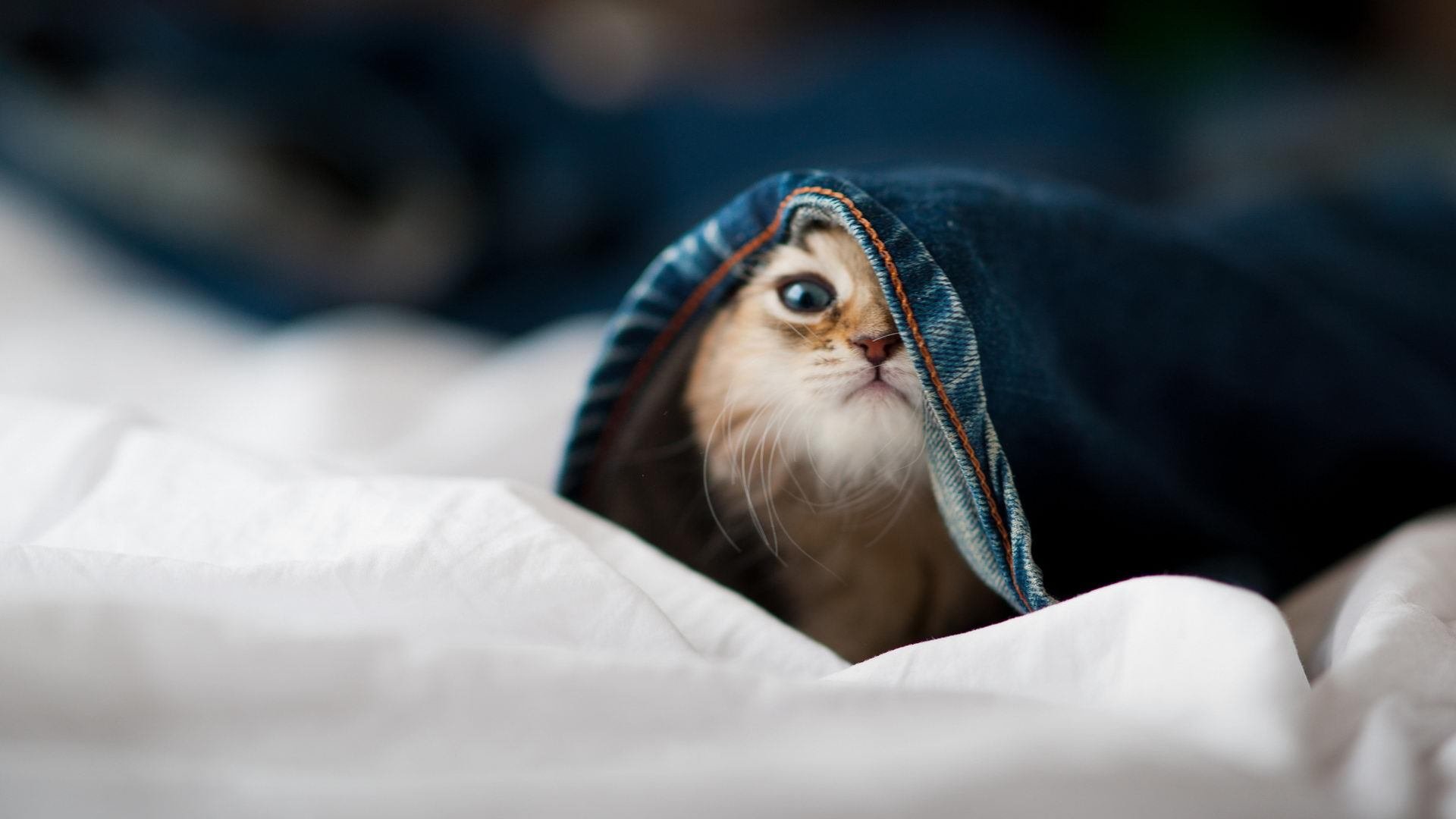 极速节律与单节风暴，当F1年度争冠焦点战遇见广东队的单节统治力