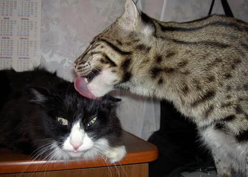 开云体育入口-无形赛场，当杜兰特成为所有人的隐形对手