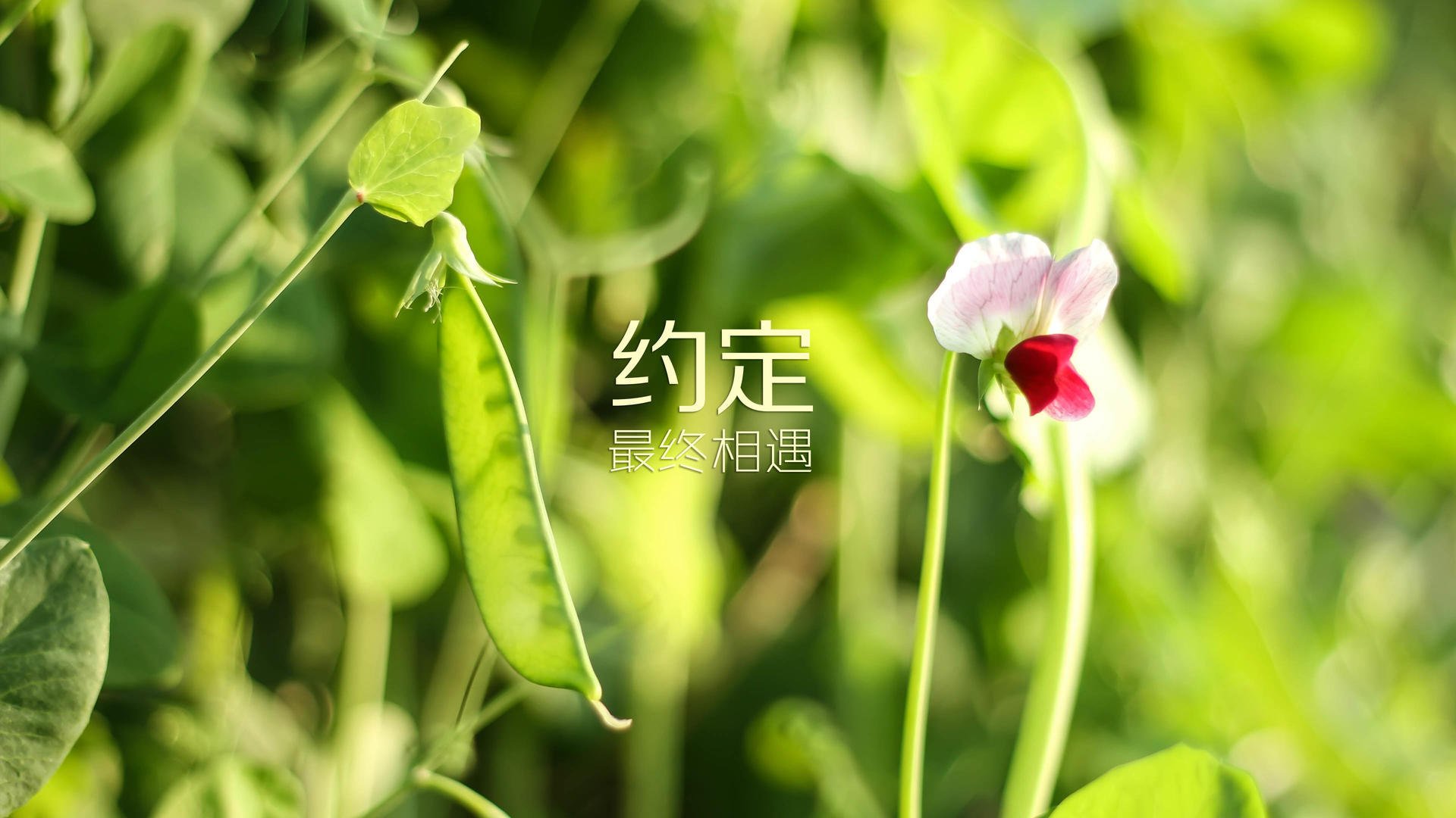 开云体育中国-血统与战袍，费利克斯的双重烙印，如何在2026世界杯B组最硬一役中撕裂阿联酋