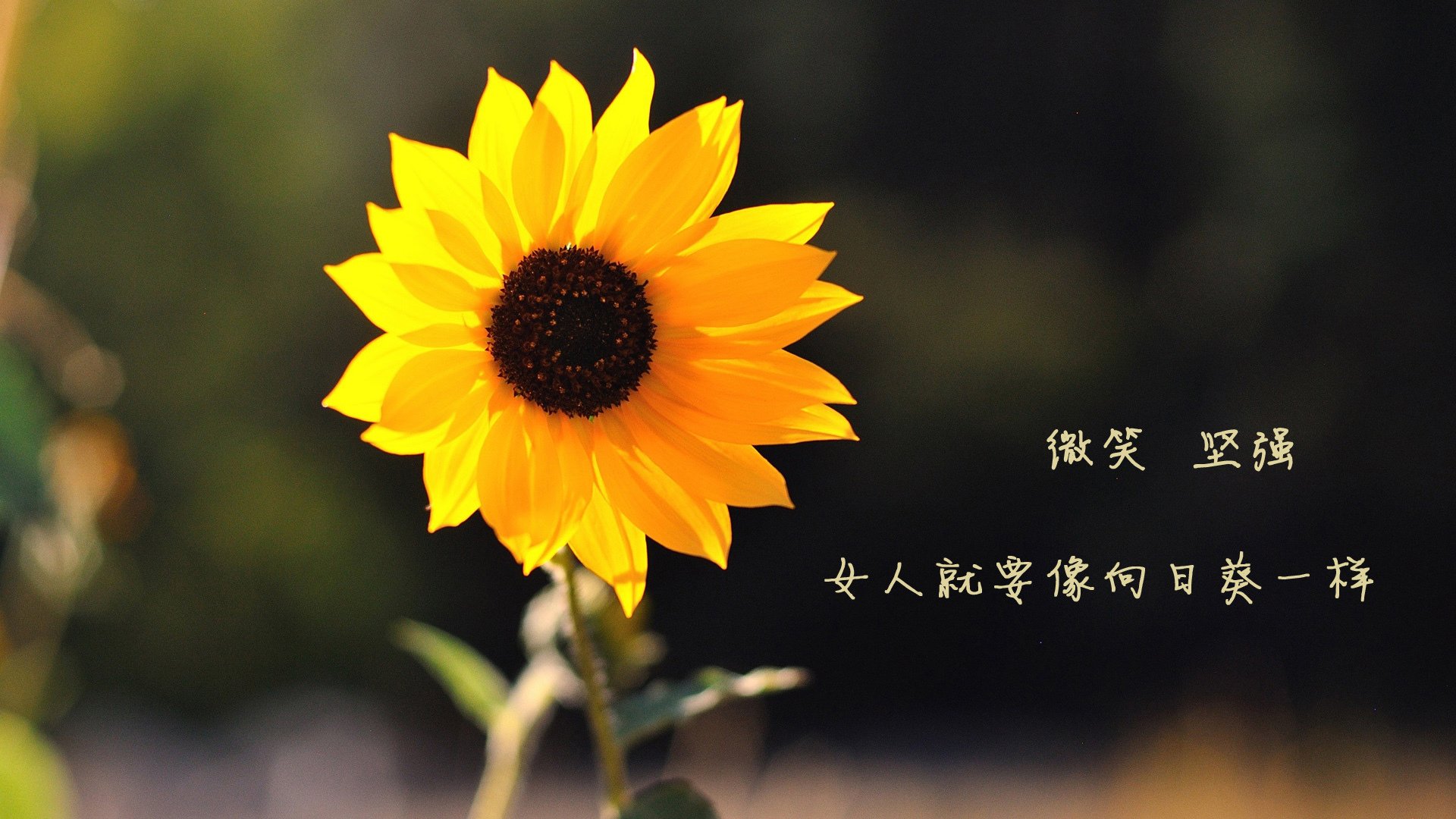 开云体育-黄沙与奇迹，当乌兹别克斯坦的蓝潮压过加勒比海，迪亚斯在历史废墟上刻下自己的名字